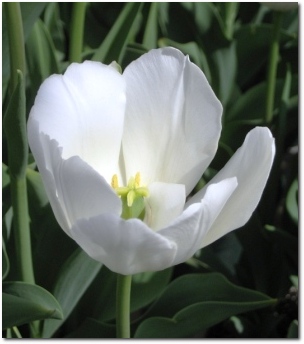White Tulip at Elizabeth Park