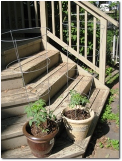 Tomatoes in Pots