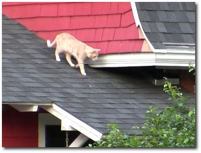 cat
