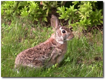 rabbit