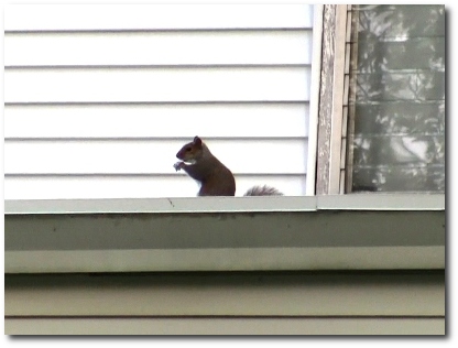 squirrel