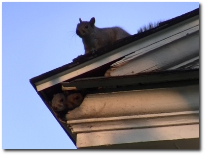 squirrels