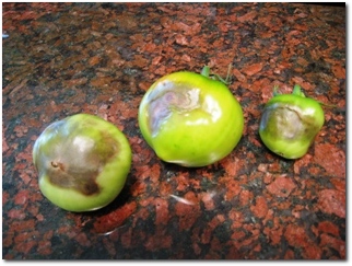 Late Blight Tomatoes
