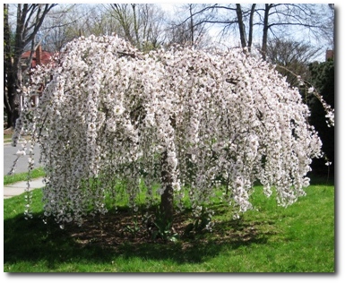 All of a sudden the trees are flowering