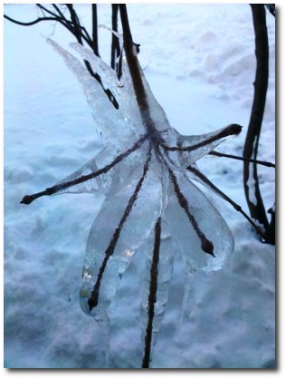 Ice Completely Encasing a Tree Branch