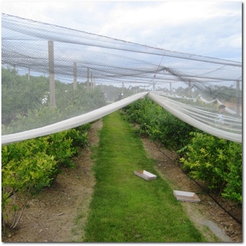 Blueberry Picking in South Glastonbury