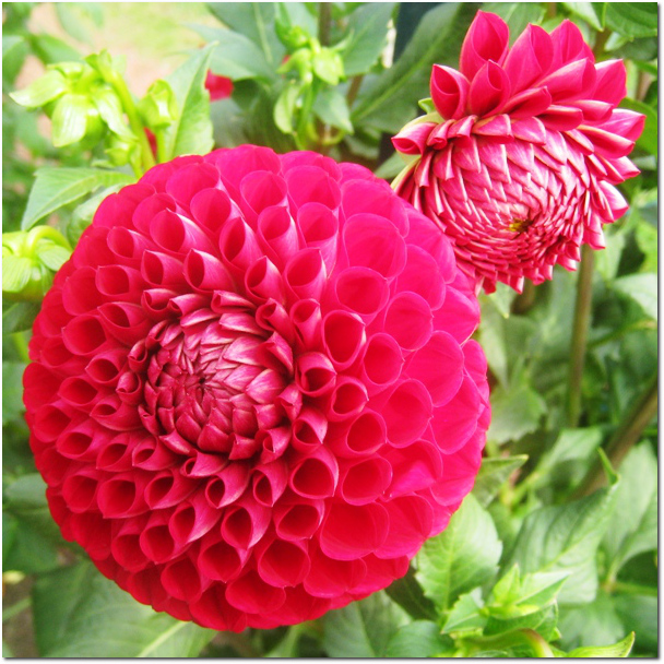 Geometric Patterns in the Dahlias at Elizabeth Park