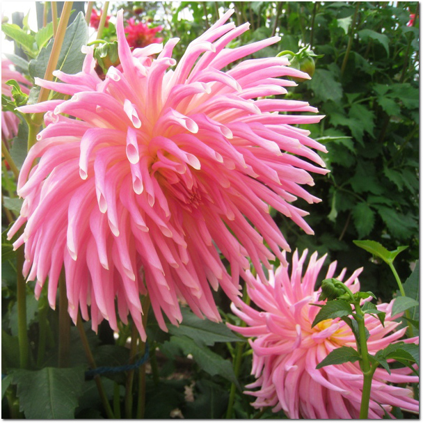 Shaggy Petals in the Dahlias at Elizabeth Park