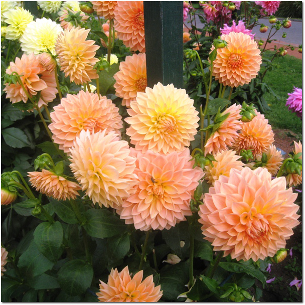 Prolific Blooms in the Dahlias at Elizabeth Park