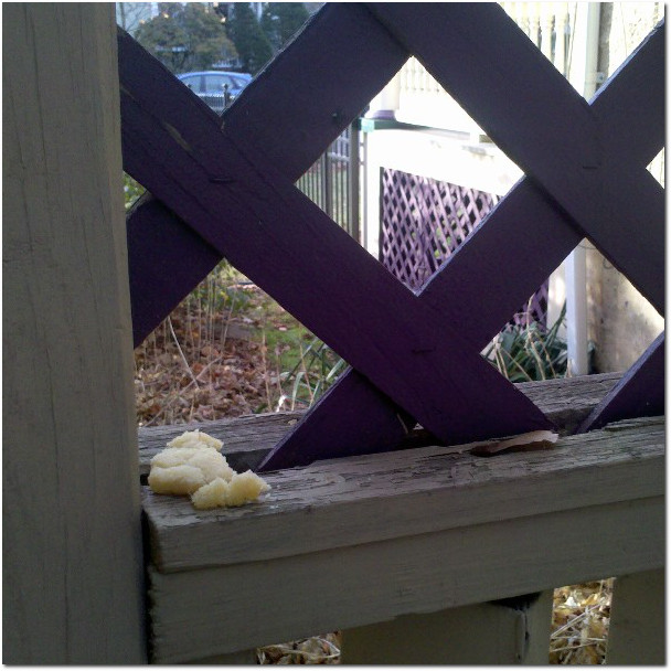 A Cookie on my Fence