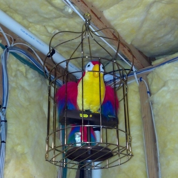 Bird in a Cage