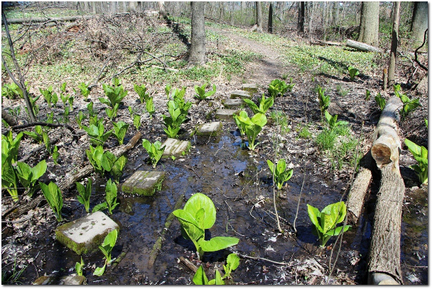 Secret Lettuce Patch