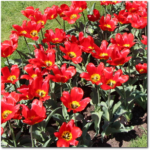 Tulips at Elizabeth Park